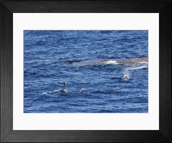 Framed Print : Sperm Whale with Bottlenose Dolphin (Tursiops truncatus) in foreground. The Strait of Gibraltar - Spain Framed Print : Sperm Whale with Bottlenose Dolphin (Tursiops truncatus) in foreground. The Strait of Gibraltar - Spain