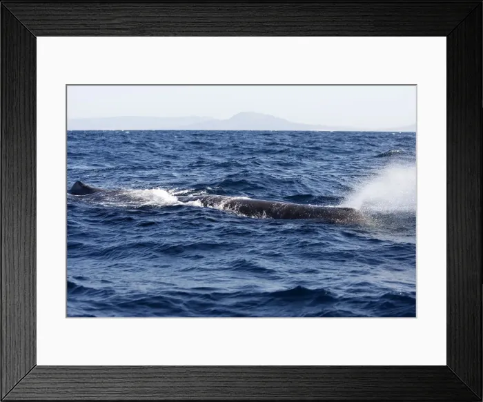 Framed Print : Sperm Whale. The Strait of Gibraltar - Spain Framed Print : Sperm Whale. The Strait of Gibraltar - Spain