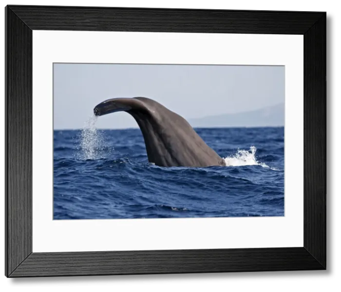 Framed Print : Sperm Whale - diving. The Strait of Gibraltar - Spain Framed Print : Sperm Whale - diving. The Strait of Gibraltar - Spain