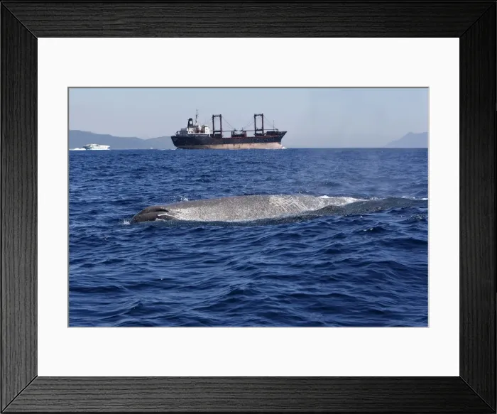 Framed Print : Sperm Whale - with cargo ship in background. The Strait of Gibraltar - Spain