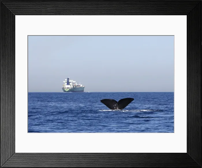 Framed Print : Sperm Whale - diving with cargo ship in background. The Strait of Gibraltar - Spain