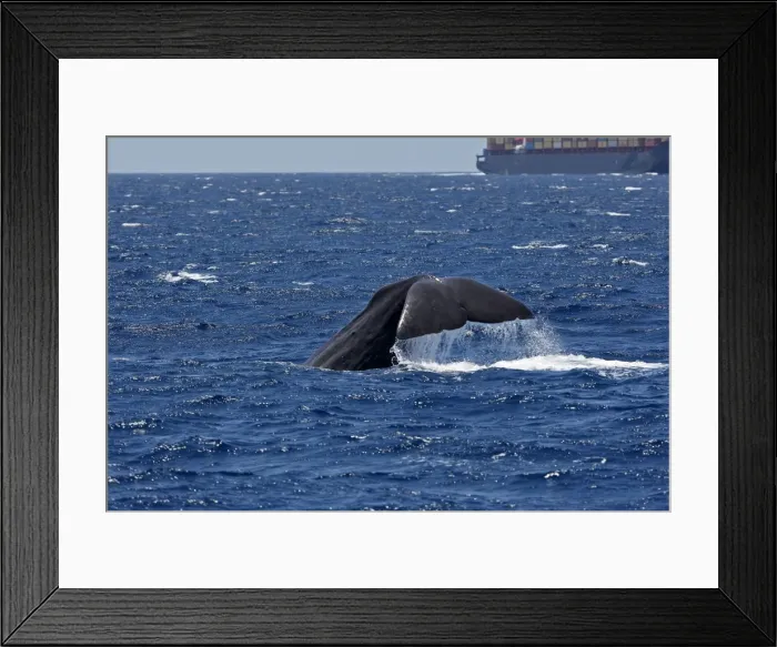 Framed Print : Sperm Whale - diving with cargo ship in background. The Strait of Gibraltar - Spain Framed Print : Sperm Whale - diving with cargo ship in background. The Strait of Gibraltar - Spain