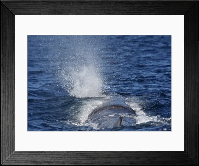 Framed Print : Sperm Whale. The Strait of Gibraltar - Spain Framed Print : Sperm Whale. The Strait of Gibraltar - Spain