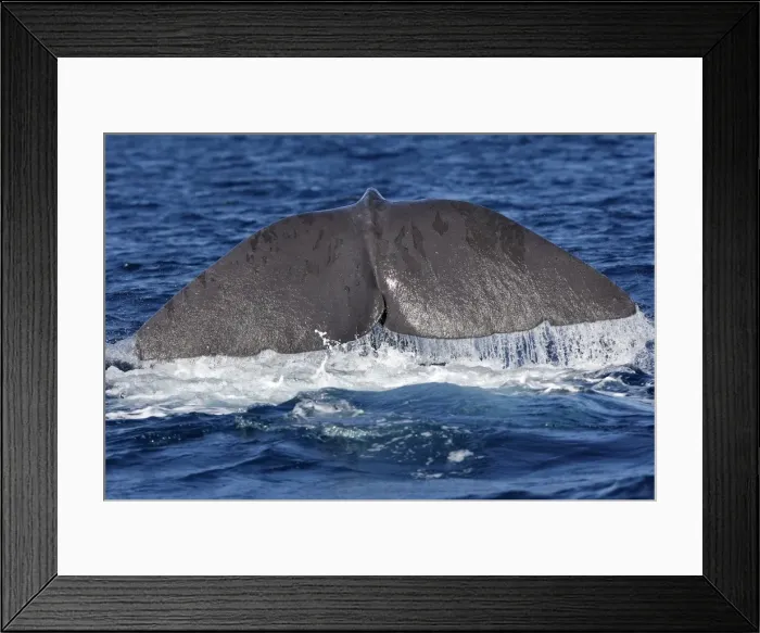 Framed Print : Sperm Whale - diving. The Strait of Gibraltar - Spain Framed Print : Sperm Whale - diving. The Strait of Gibraltar - Spain