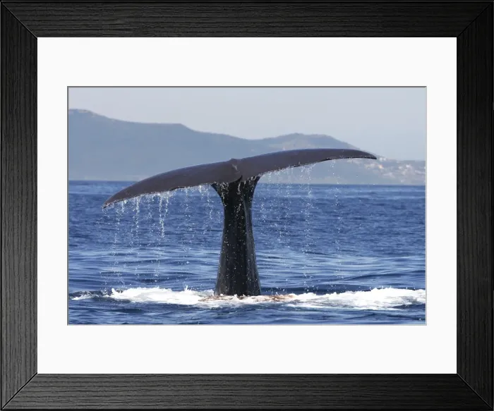 Framed Print : Sperm Whale - diving. The Strait of Gibraltar - Spain Framed Print : Sperm Whale - diving. The Strait of Gibraltar - Spain