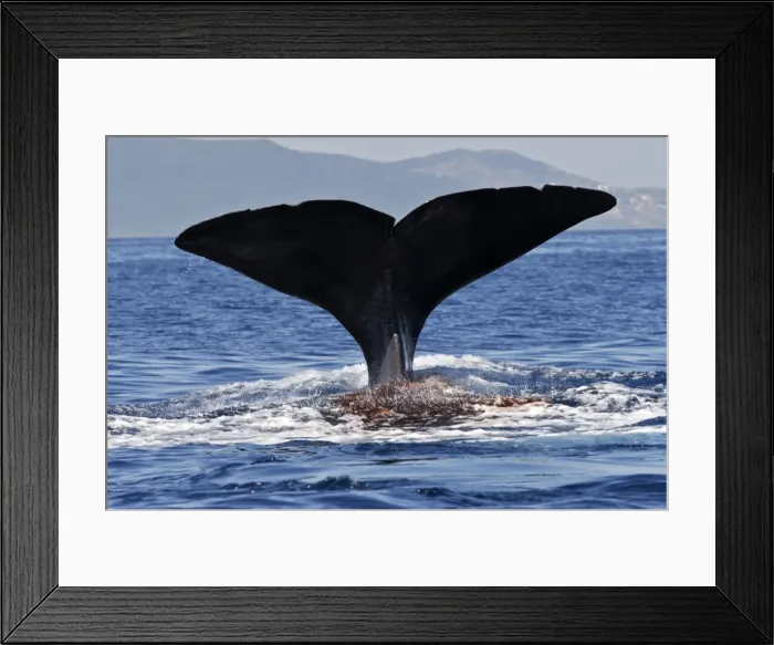 Framed Print : Sperm Whale - diving. The Strait of Gibraltar - Spain Framed Print : Sperm Whale - diving. The Strait of Gibraltar - Spain