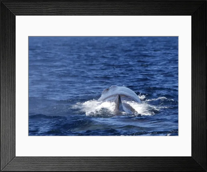 Framed Print : Sperm Whale. The Strait of Gibraltar - Spain