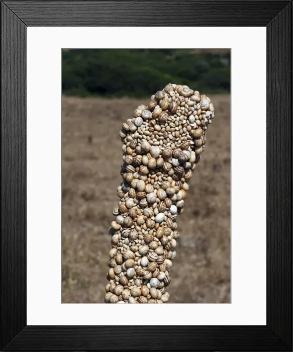 Framed Print : Snails - aestivating during the dry season. Tarifa - Spain Framed Print : Snails - aestivating during the dry season. Tarifa - Spain