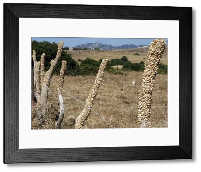Framed Print : Snails - aestivating during the dry season. Tarifa - Spain Framed Print : Snails - aestivating during the dry season. Tarifa - Spain