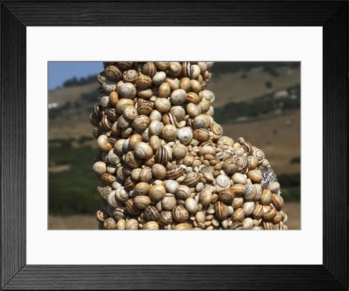 Framed Print : Snails - aestivating during the dry season. Tarifa - Spain Framed Print : Snails - aestivating during the dry season. Tarifa - Spain