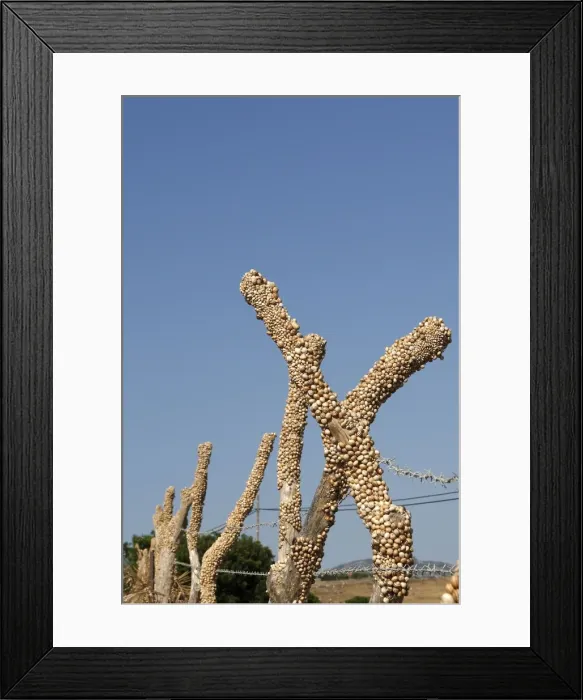 Framed Print : Snails - aestivating during the dry season. Tarifa - Spain Framed Print : Snails - aestivating during the dry season. Tarifa - Spain