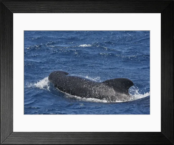 Framed Print : Pilot Whale. The strait of Gibraltar Framed Print : Pilot Whale. The strait of Gibraltar