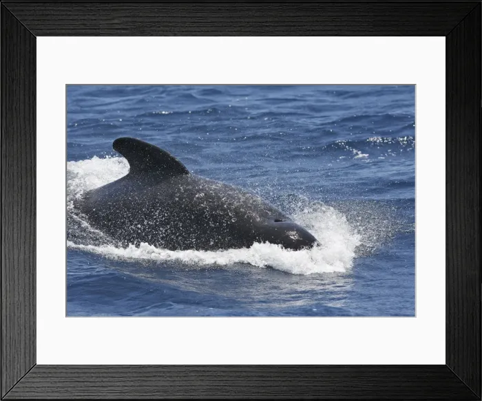 Framed Print : Pilot Whale. The strait of Gibraltar Framed Print : Pilot Whale. The strait of Gibraltar