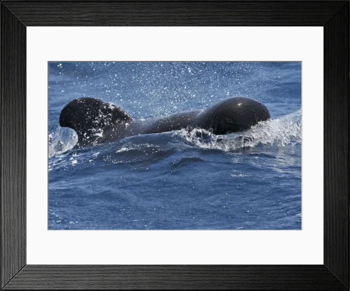 Framed Print : Pilot Whale. The strait of Gibraltar Framed Print : Pilot Whale. The strait of Gibraltar