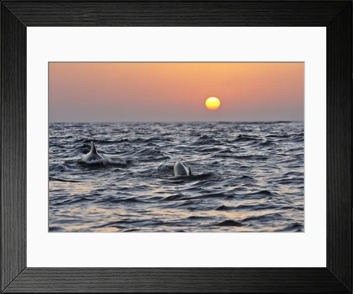 Framed Print : Pilot Whales - at sunset. The strait of Gibraltar Framed Print : Pilot Whales - at sunset. The strait of Gibraltar