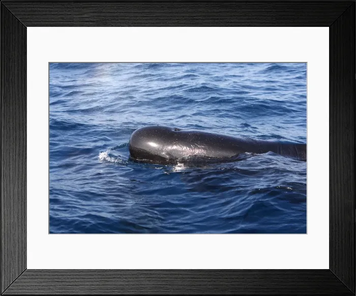 Framed Print : Pilot Whales. The strait of Gibraltar