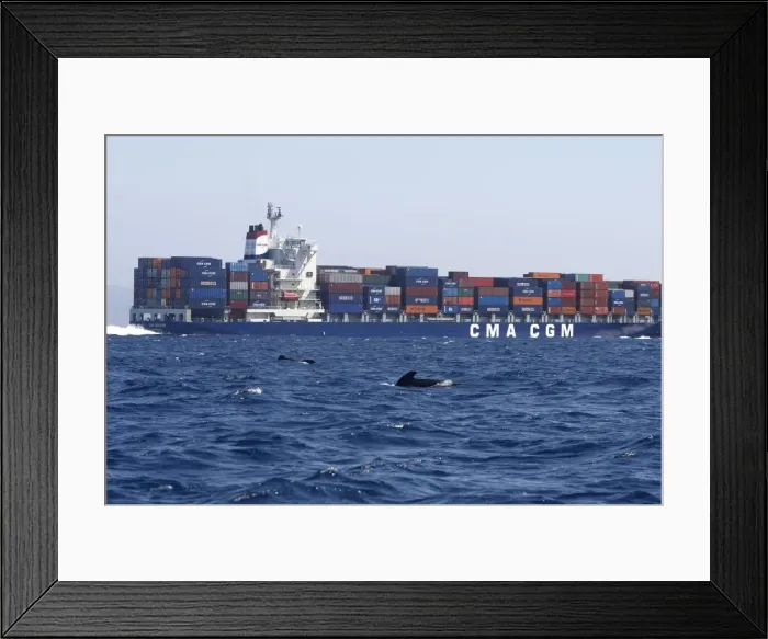 Framed Print : Pilot Whales - with cargo ship behind. The strait of Gibraltar Framed Print : Pilot Whales - with cargo ship behind. The strait of Gibraltar