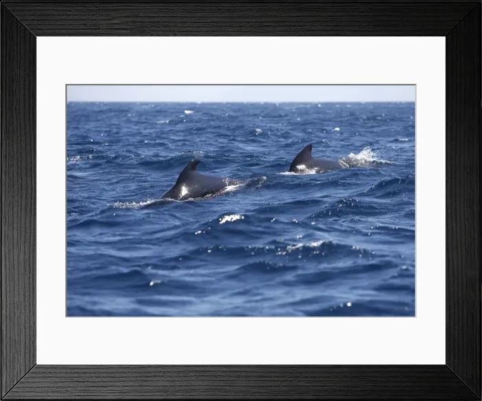 Framed Print : Pilot Whales. The strait of Gibraltar Framed Print : Pilot Whales. The strait of Gibraltar