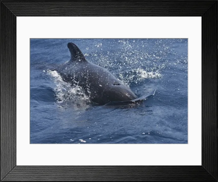 Framed Print : Pilot Whale. The strait of Gibraltar Framed Print : Pilot Whale. The strait of Gibraltar