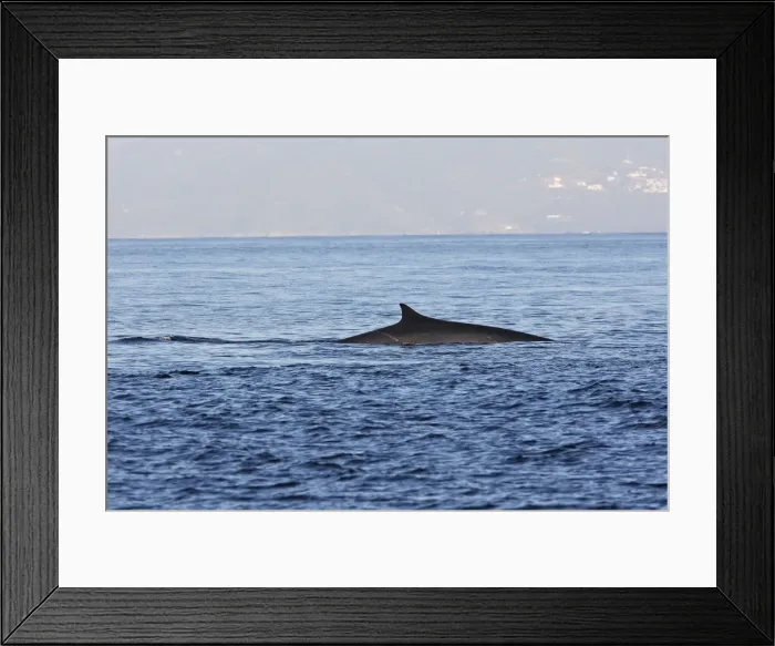 Framed Print : Fin Whale in the strait of Gibraltar Framed Print : Fin Whale in the strait of Gibraltar