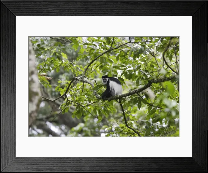 Framed Print : Western Black-and-white Colobus Monkey Arsi Region - Ethiopia Framed Print : Western Black-and-white Colobus Monkey Arsi Region - Ethiopia