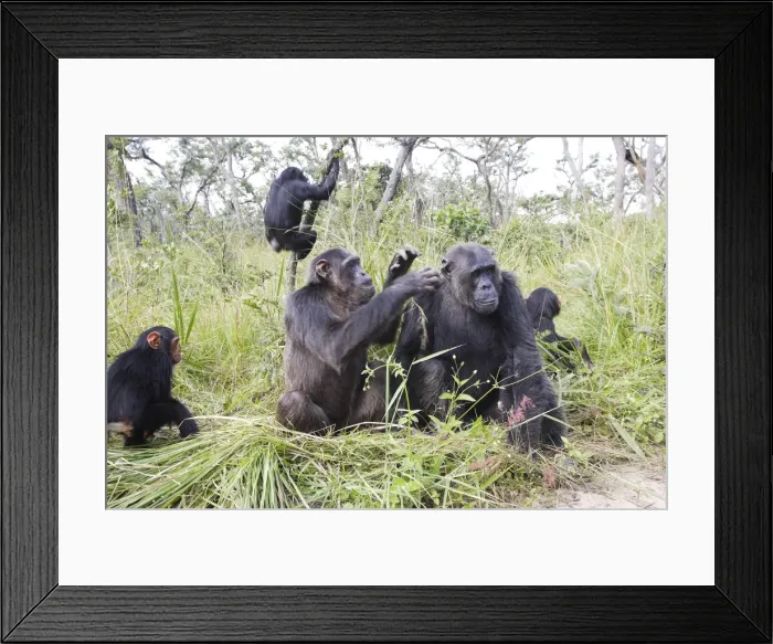 Framed Print : Chimpanzee. Chimfushi - Zambia Framed Print : Chimpanzee. Chimfushi - Zambia