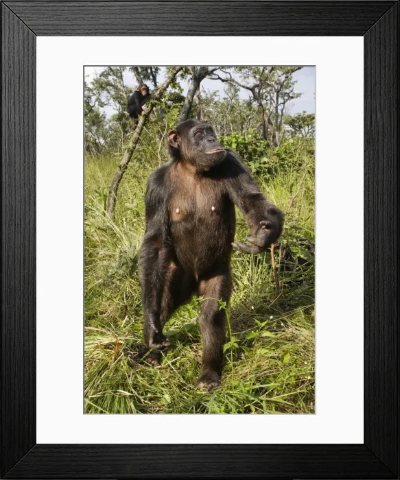 Framed Print : Chimpanzee - standing. Chimfushi - Zambia Framed Print : Chimpanzee - standing. Chimfushi - Zambia