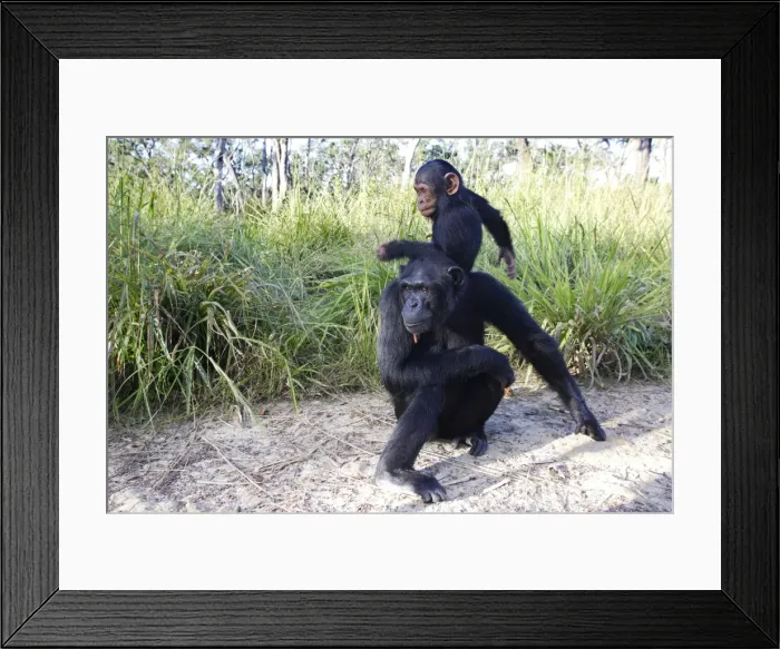 Framed Print : Chimpanzee - female & young. Chimfushi - Zambia Framed Print : Chimpanzee - female & young. Chimfushi - Zambia
