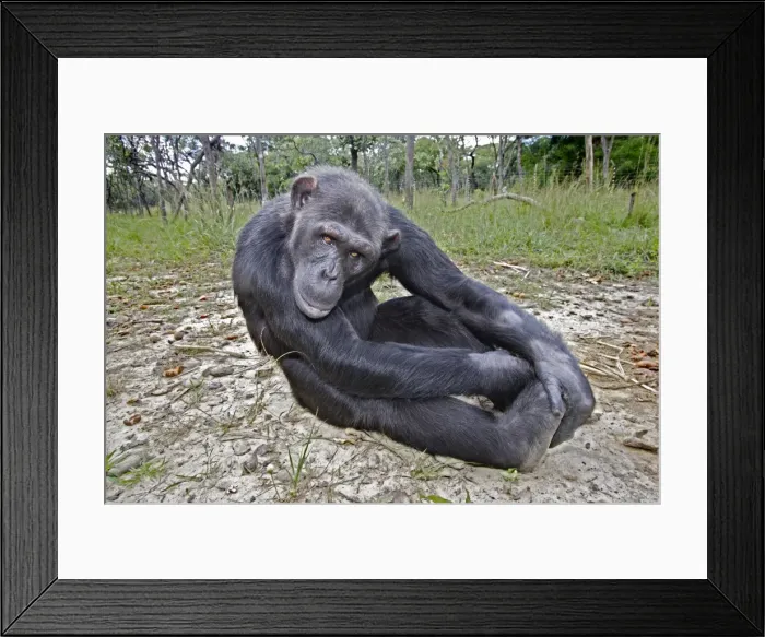 Framed Print : Chimpanzee - sitting. Chimfushi - Zambia Framed Print : Chimpanzee - sitting. Chimfushi - Zambia