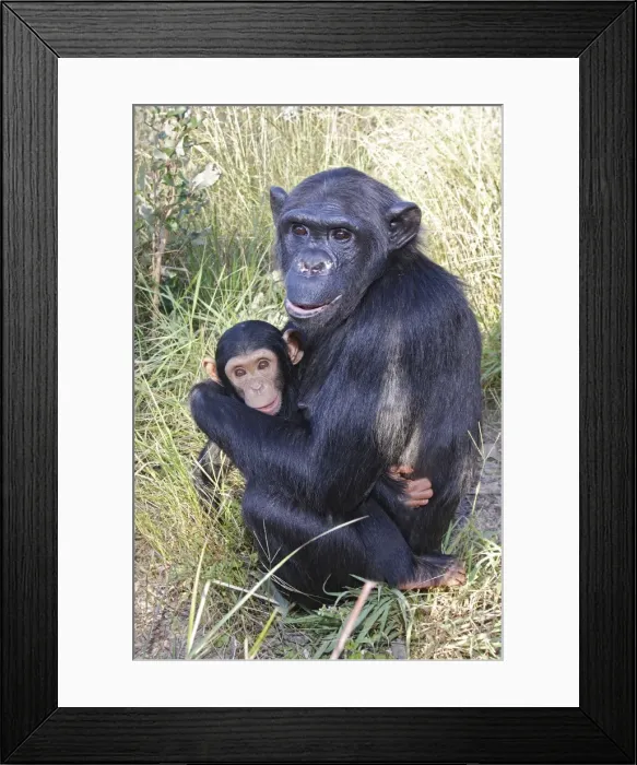 Framed Print : Chimpanzee - female with six week old baby. Chimfushi - Zambia Framed Print : Chimpanzee - female with six week old baby. Chimfushi - Zambia