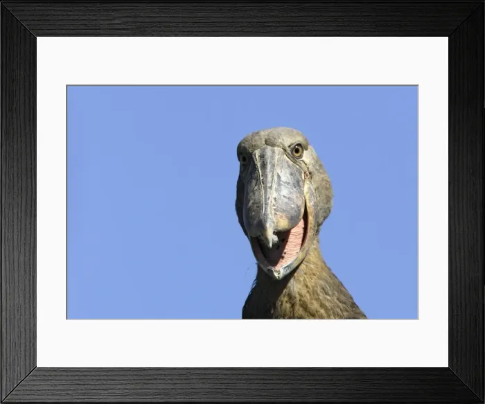 Framed Print : Shoebill. WAT-13076. Shoebill. Zambia, Africa Framed Print : Shoebill. WAT-13076. Shoebill. Zambia, Africa
