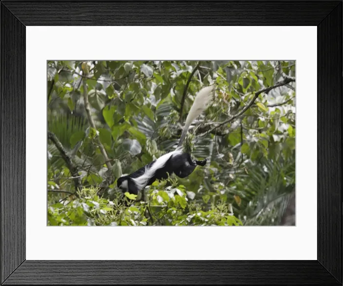 Framed Print : Western Black-and-white Colobus Monkey Framed Print : Western Black-and-white Colobus Monkey