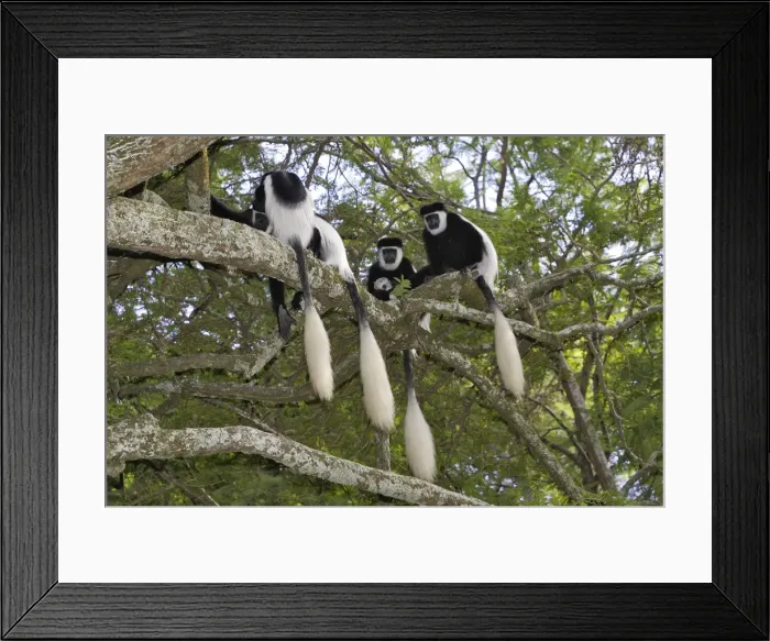 Framed Print : Western Black-and-white Colobus Monkey Awassa Ethiopia Framed Print : Western Black-and-white Colobus Monkey Awassa Ethiopia