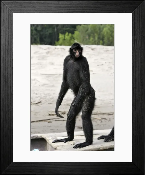 Framed Print : Black Spider Monkey Madre de Dios River Peru Framed Print : Black Spider Monkey Madre de Dios River Peru