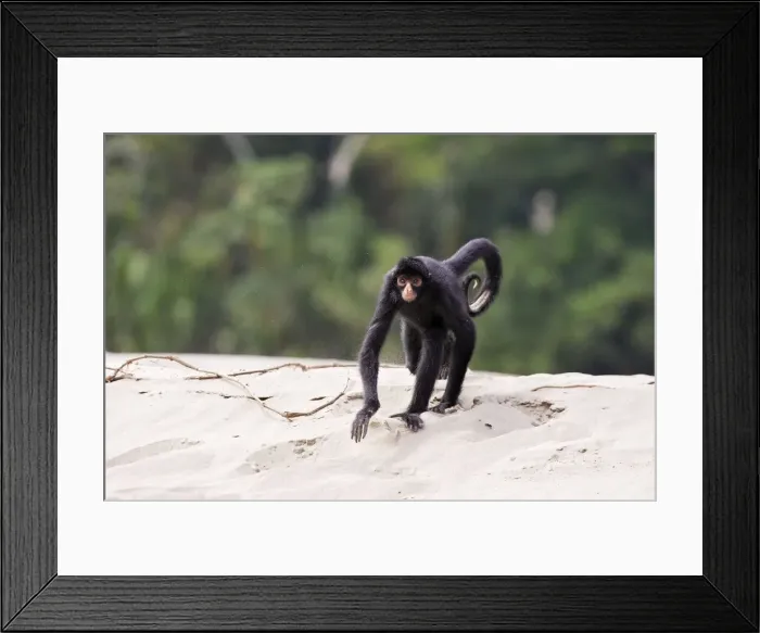 Framed Print : Black Spider Monkey Madre de Dios River Peru Framed Print : Black Spider Monkey Madre de Dios River Peru