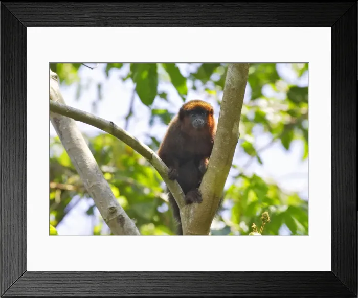Framed Print : Dusky Titi Monkey Tambopata Research Center Peru Framed Print : Dusky Titi Monkey Tambopata Research Center Peru
