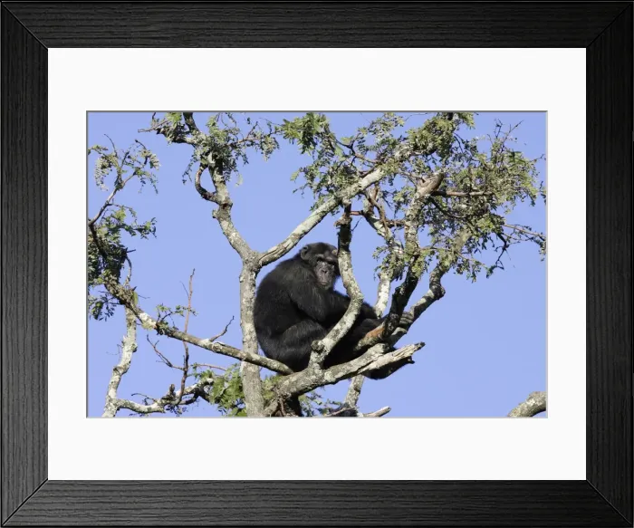Framed Print : Chimpanzee Framed Print : Chimpanzee