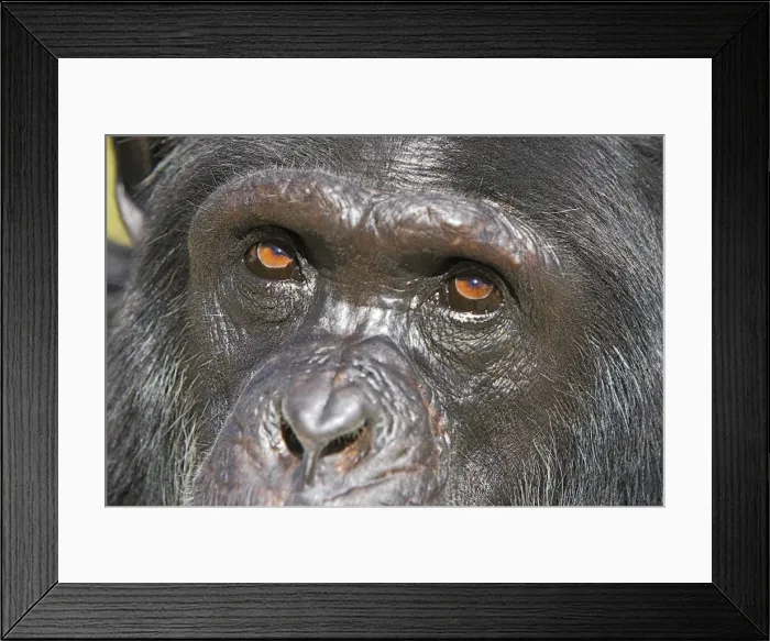 Framed Print : Chimpanzee Framed Print : Chimpanzee