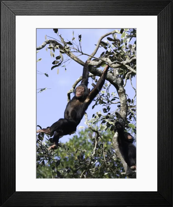 Framed Print : Chimpanzee Framed Print : Chimpanzee
