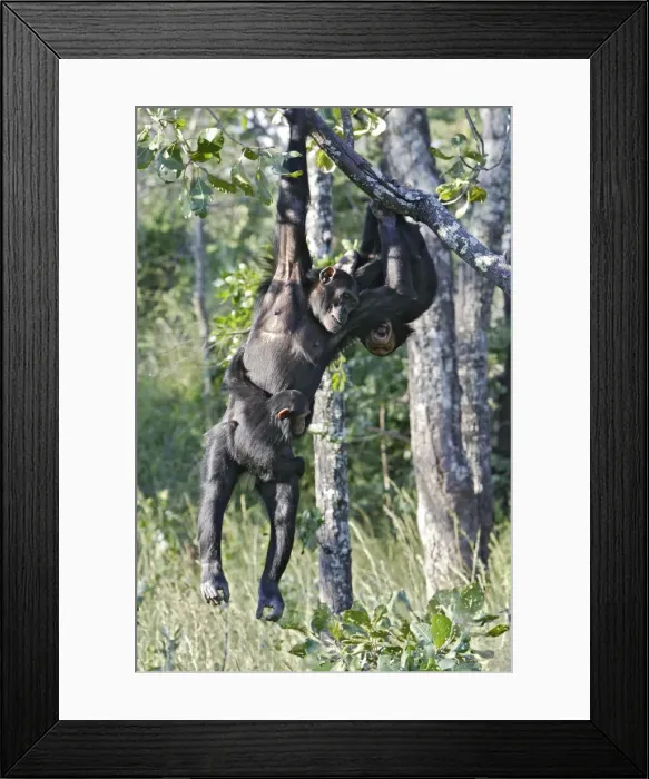 Framed Print : Chimpanzee Chimfunshi Wildlife Orphanage in central Zambia Framed Print : Chimpanzee Chimfunshi Wildlife Orphanage in central Zambia