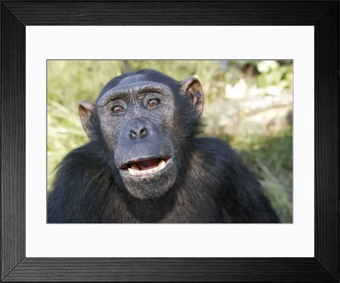 Framed Print : Chimpanzee Framed Print : Chimpanzee