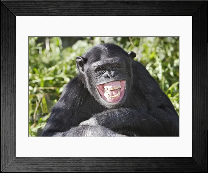 Framed Print : Chimpanzee Framed Print : Chimpanzee