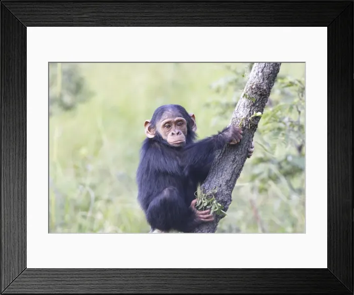 Framed Print : Chimpanzee Framed Print : Chimpanzee