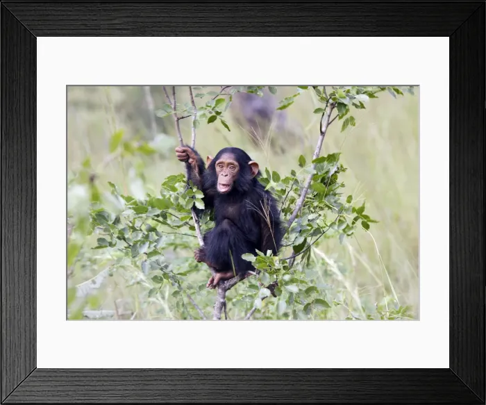 Framed Print : Chimpanzee Chimfunshi Wildlife Orphanage Zambia Africa Framed Print : Chimpanzee Chimfunshi Wildlife Orphanage Zambia Africa