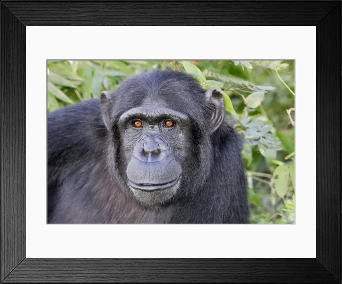 Framed Print : Chimpanzee Chimfunshi Wildlife Orphanage Zambia Africa Framed Print : Chimpanzee Chimfunshi Wildlife Orphanage Zambia Africa