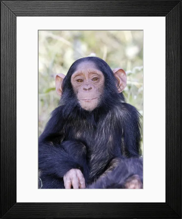 Framed Print : Chimpanzee Chimfunshi Wildlife Orphanage Zambia Africa Framed Print : Chimpanzee Chimfunshi Wildlife Orphanage Zambia Africa