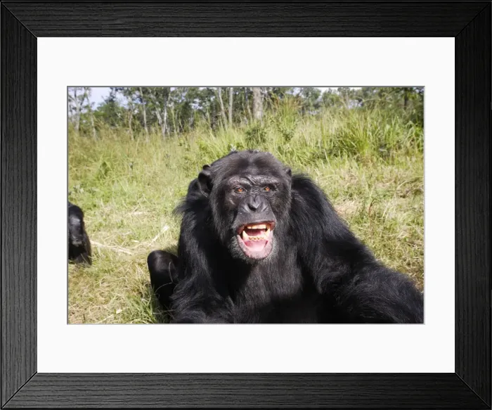 Framed Print : Chimpanzee Chimfunshi Wildlife Orphanage in central Zambia Framed Print : Chimpanzee Chimfunshi Wildlife Orphanage in central Zambia