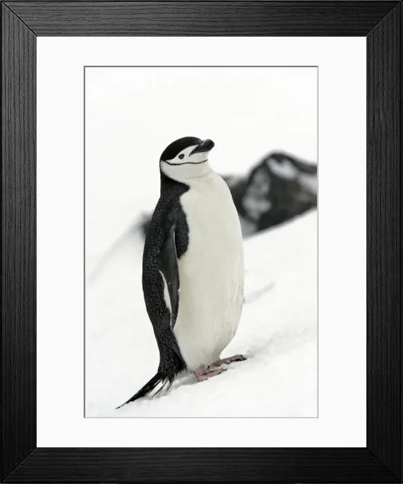 Framed Print : Chinstrap Penguin. Half Moon Island - Antarctic Peninsula Framed Print : Chinstrap Penguin. Half Moon Island - Antarctic Peninsula