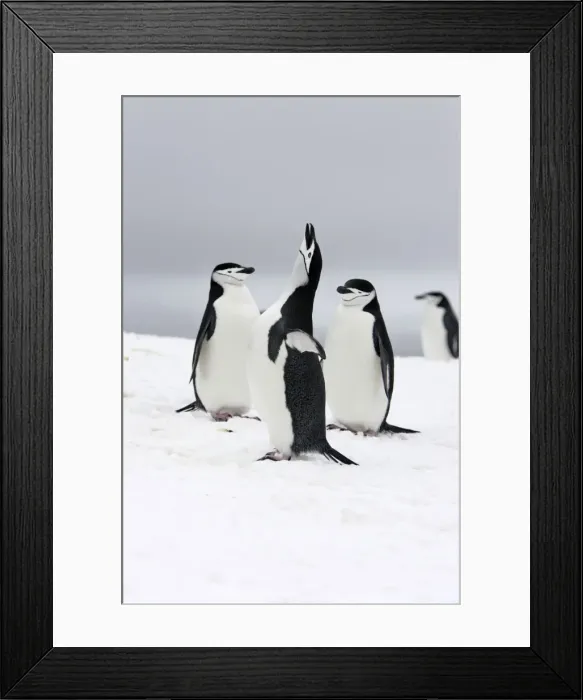 Framed Print : Chinstrap Penguins. Half Moon Island - Antarctic Peninsula Framed Print : Chinstrap Penguins. Half Moon Island - Antarctic Peninsula