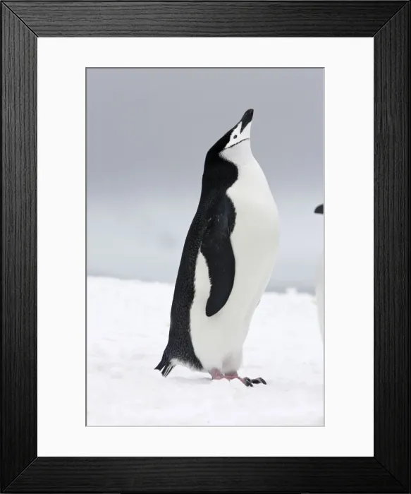 Framed Print : Chinstrap Penguins. Half Moon Island - Antarctic Peninsula Framed Print : Chinstrap Penguins. Half Moon Island - Antarctic Peninsula